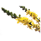 Bach®-Blüte Nr. 1 Agrimony (Odermenning), 20 ml