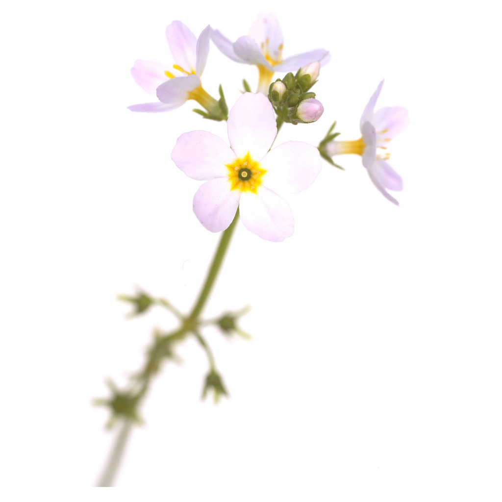 Bach®-Blüte Nr. 34 Water Violet (Sumpfwasserfeder), 20 ml