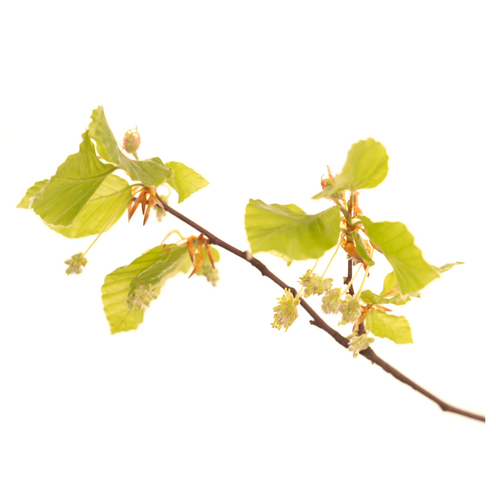 Bach®-Blüte Nr. 3 Beech (Rotbuche), 20 ml