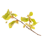 Bach®-Blüte Nr. 3 Beech (Rotbuche), 20 ml