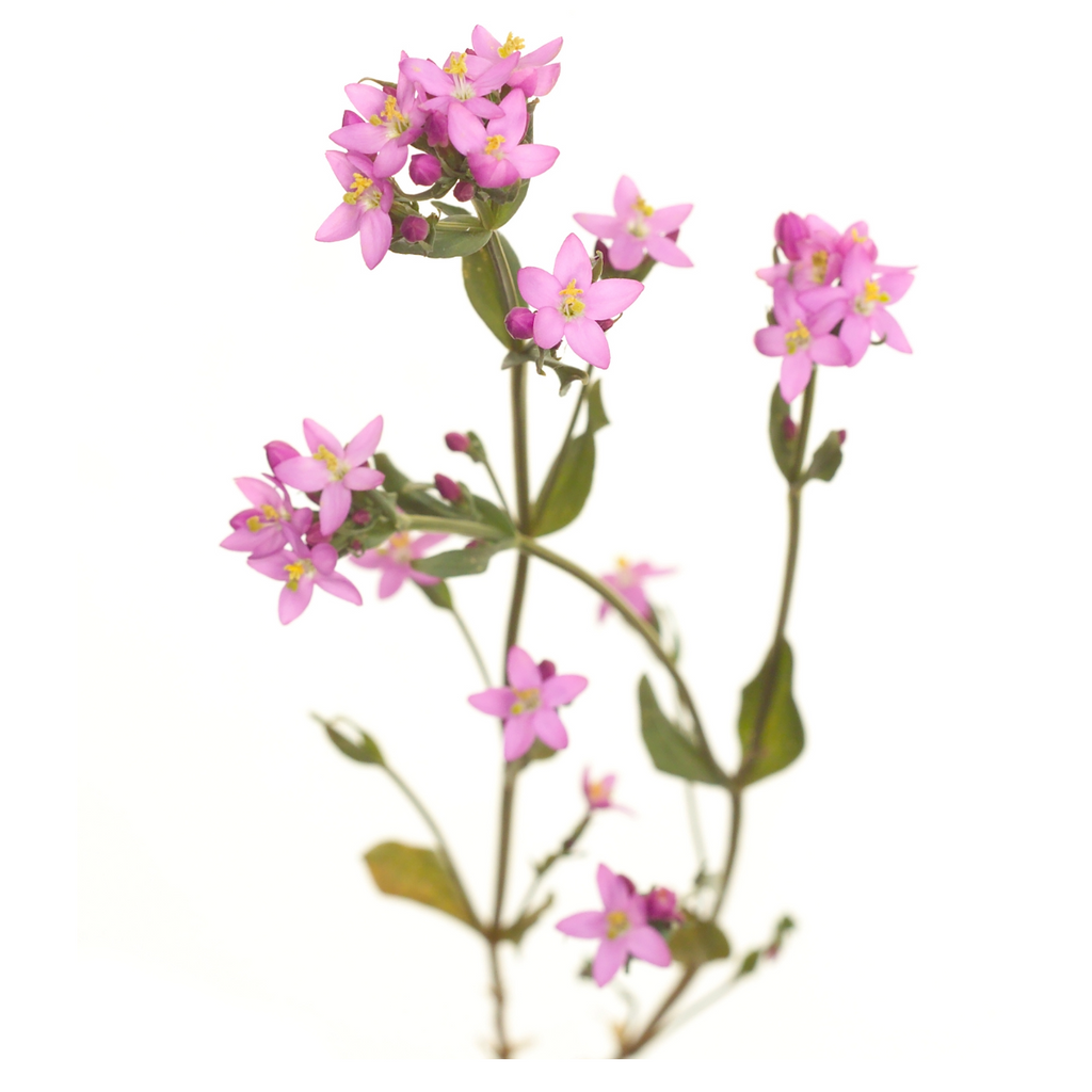 Bach®-Blüte Nr. 4 Centaury (Tausendgüldenkraut), 20 ml