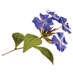 Bach®-Blüte Nr. 5 Cerato (Bleiwurz), 20 ml
