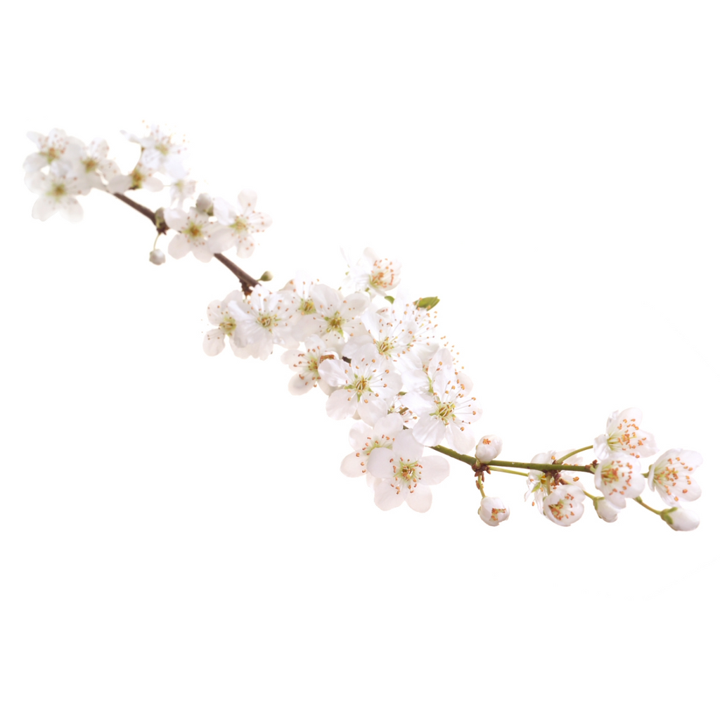 Bach®-Blüte Nr. 6 Cherry Plum (Kirschpflaume), 20 ml