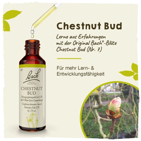 Bach®-Blüte Nr. 7 Chestnut Bud (Kastanienknospe), 20 ml