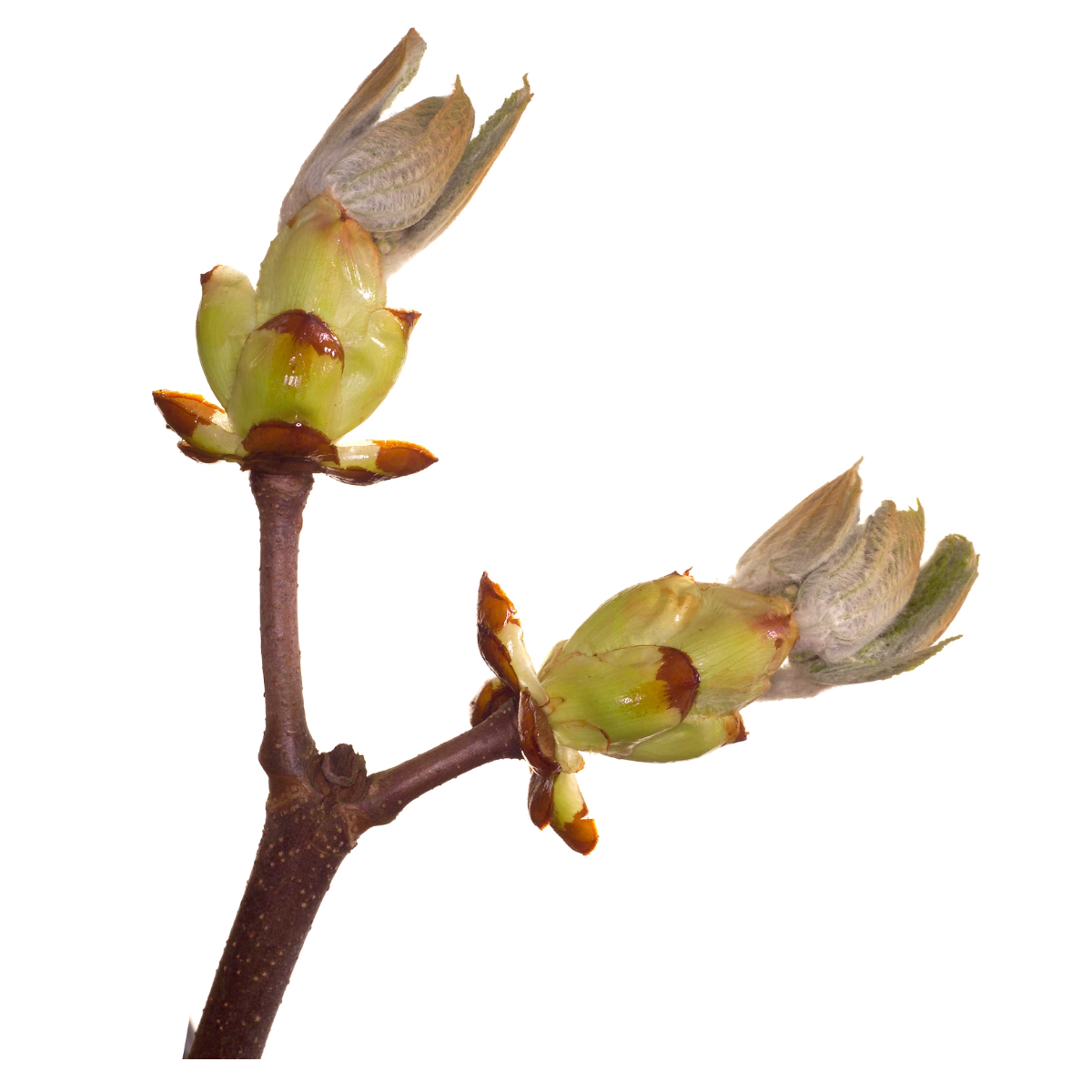 Bach®-Blüte Nr. 7 Chestnut Bud (Kastanienknospe), 20 ml