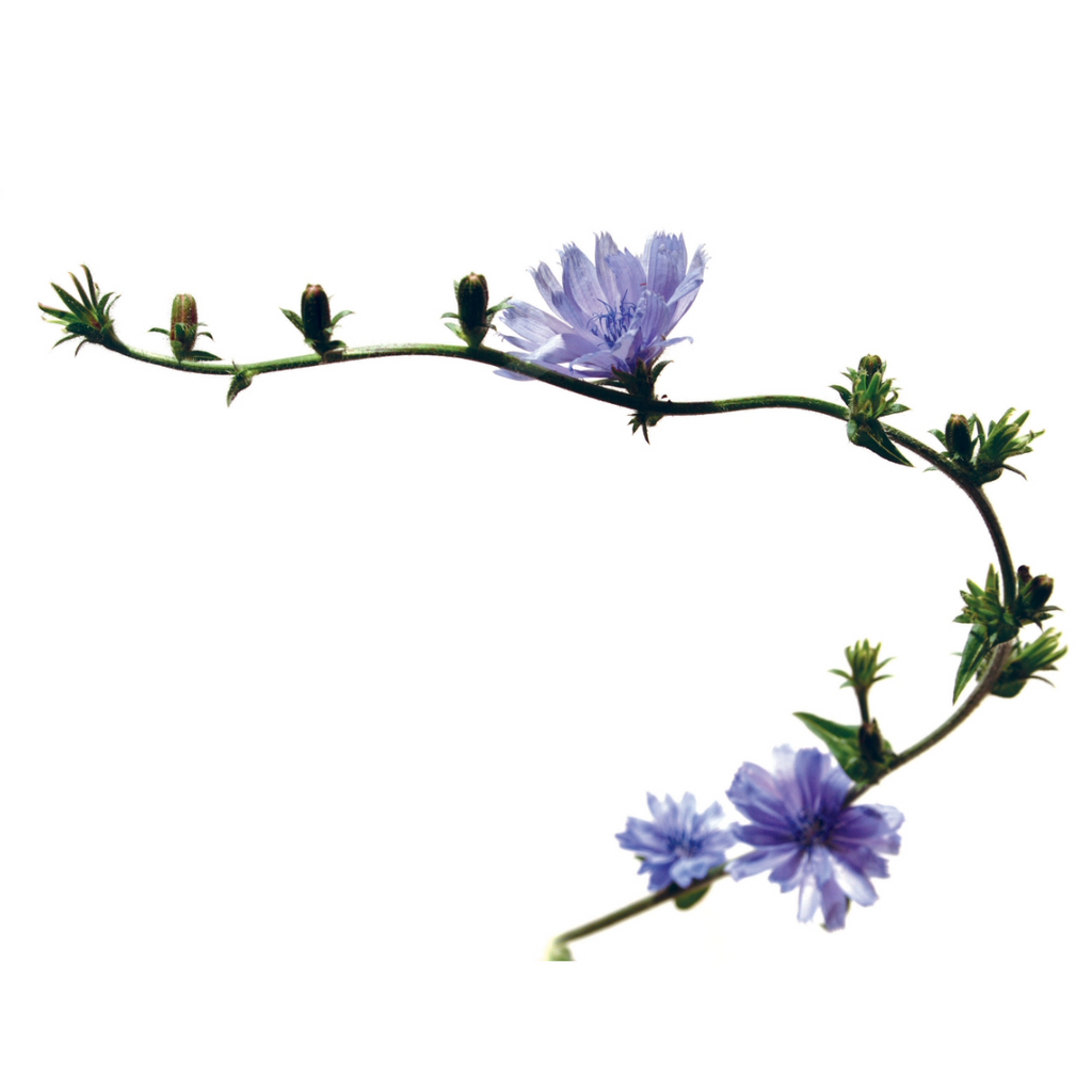 Bach®-Blüte Nr. 8 Chicory (Wegwarte), 20 ml