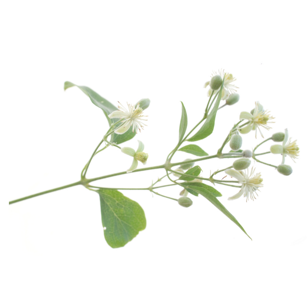 Bach®-Blüte Nr. 9 Clematis (Weiße Waldrebe), 20 ml