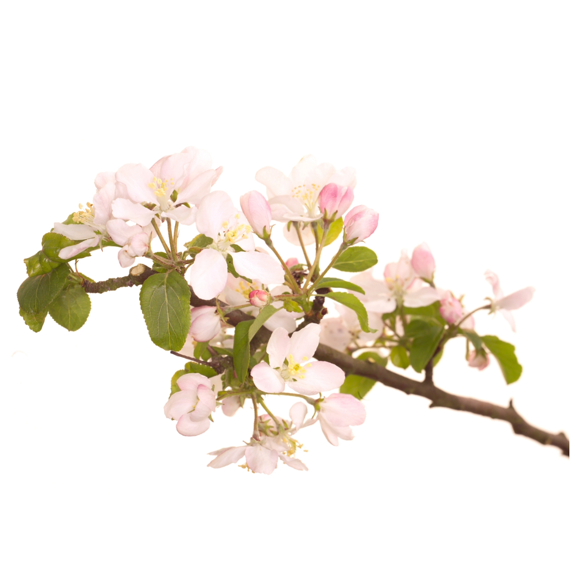 Bach®-Blüte Nr. 10 Crab Apple (Holzapfel), 20 ml