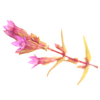 Bach®-Blüte Nr. 12 Gentian (Herbstenzian), 20 ml