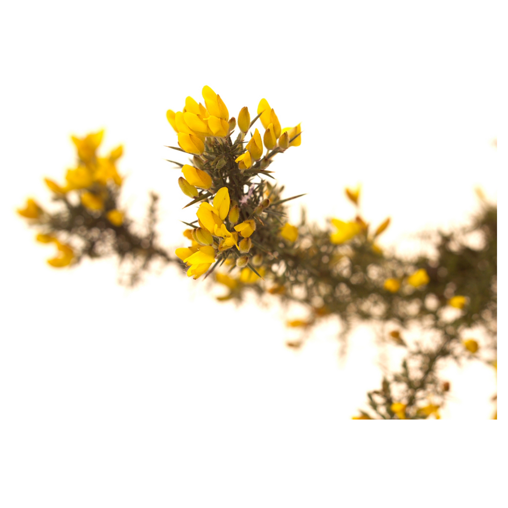 Bach®-Blüte Nr. 13 Gorse (Stechginster), 20 ml
