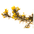 Bach®-Blüte Nr. 13 Gorse (Stechginster), 20 ml