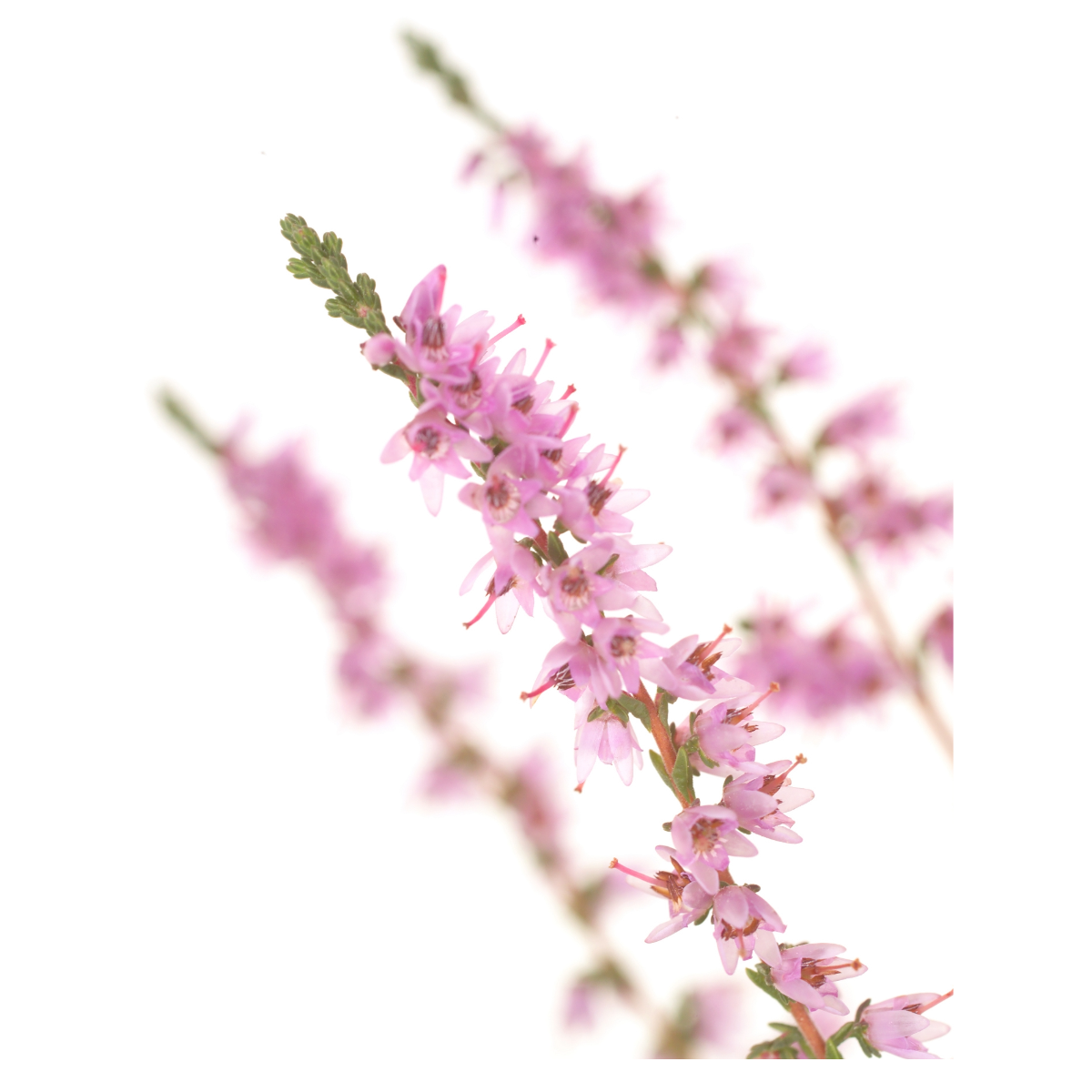 Bach®-Blüte Nr. 14 Heather (Schottisches Heidekraut), 20 ml