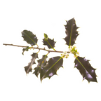 Bach®-Blüte Nr. 15 Holly (Stechpalme), 20 ml