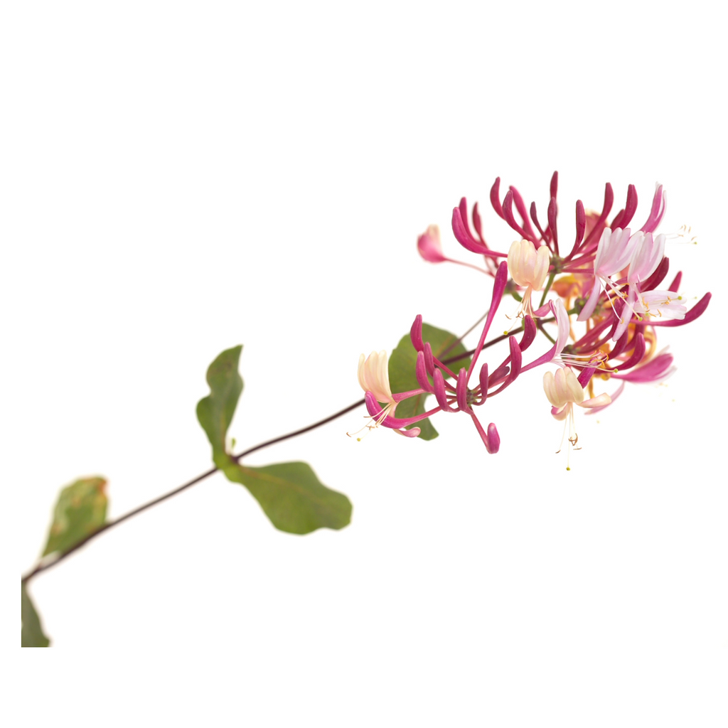 Bach®-Blüte Nr. 16 Honeysuckle (Geißblatt), 20 ml