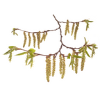 Bach®-Blüte Nr. 17 Hornbeam (Hainbuche), 20 ml