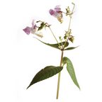 Bach®-Blüte Nr. 18 Impatiens (Drüsentragendes Springkraut), 20 ml