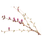 Bach®-Blüte Nr. 19 Larch (Lärche), 20 ml