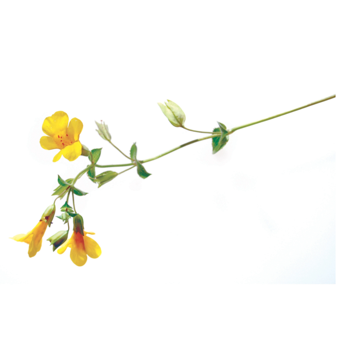 Bach®-Blüte Nr. 20 Mimulus (Gefleckte Gauklerblume), 20 ml