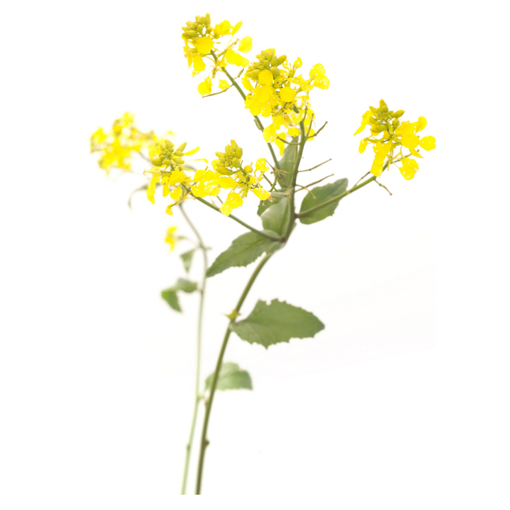 Bach®-Blüte Nr. 21 Mustard (Wilder Senf), 20 ml
