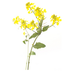 Bach®-Blüte Nr. 21 Mustard (Wilder Senf), 20 ml