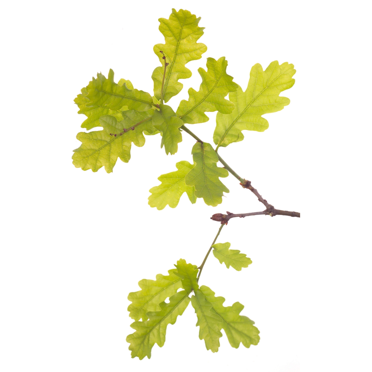 Bach®-Blüte Nr. 22 Oak (Eiche), 20 ml