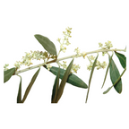 Bach®-Blüte Nr. 23 Olive, 20 ml
