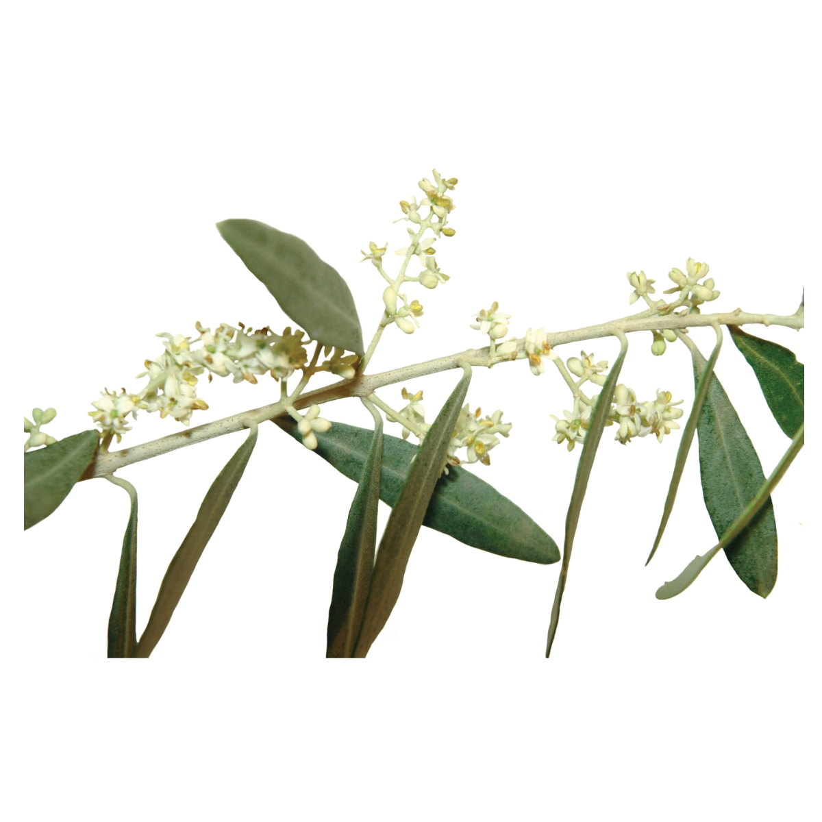 Bach®-Blüte Nr. 23 Olive, 20 ml