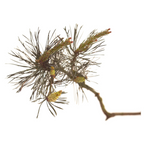 Bach®-Blüte Nr. 24 Pine (Schottische Kiefer), 20 ml