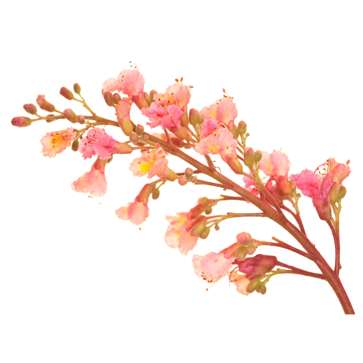 Bach®-Blüte Nr. 25 Red Chestnut (Rote Kastanie), 20 ml