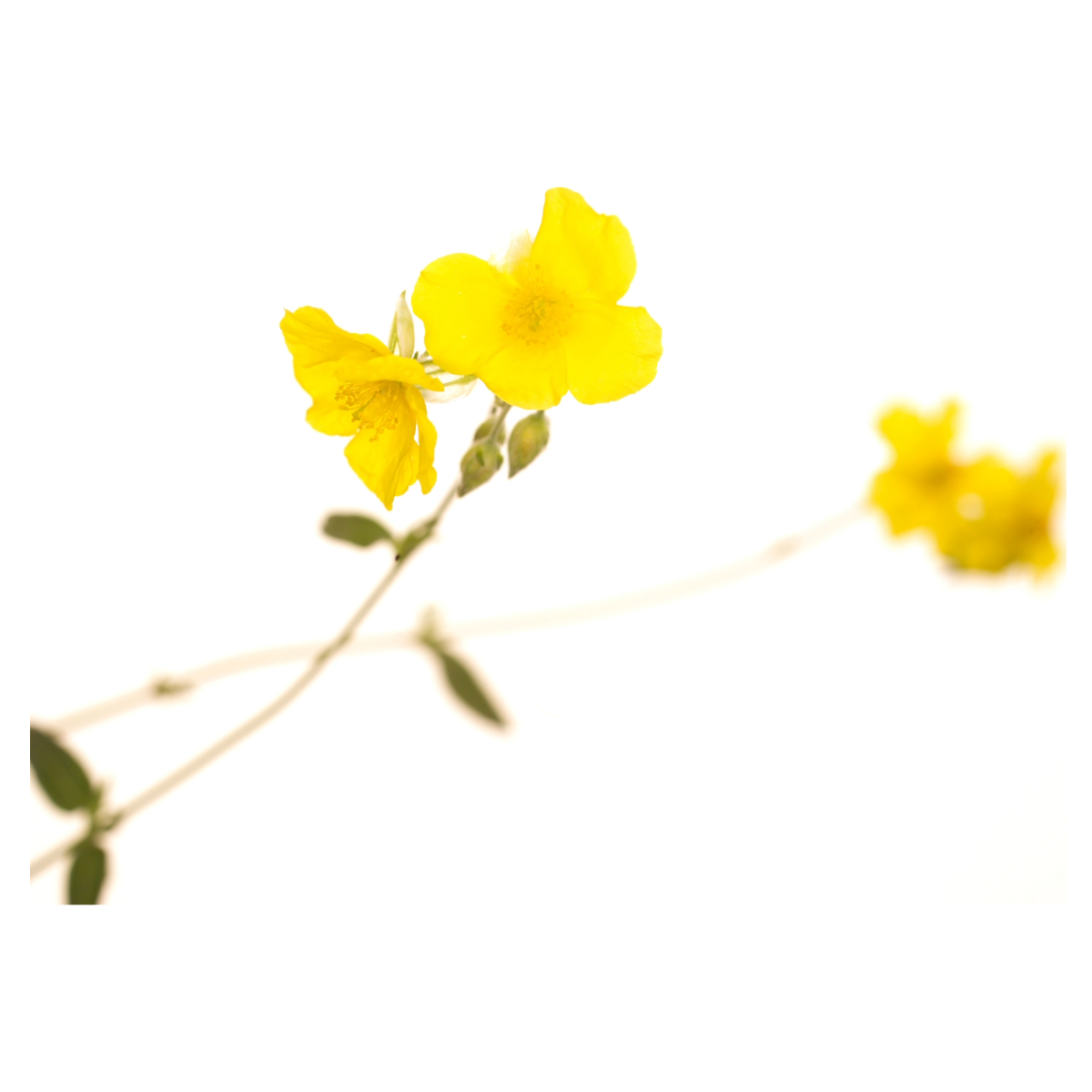 Bach®-Blüte Nr. 26 Rock Rose (Gelbes Sonnenröschen), 20 ml
