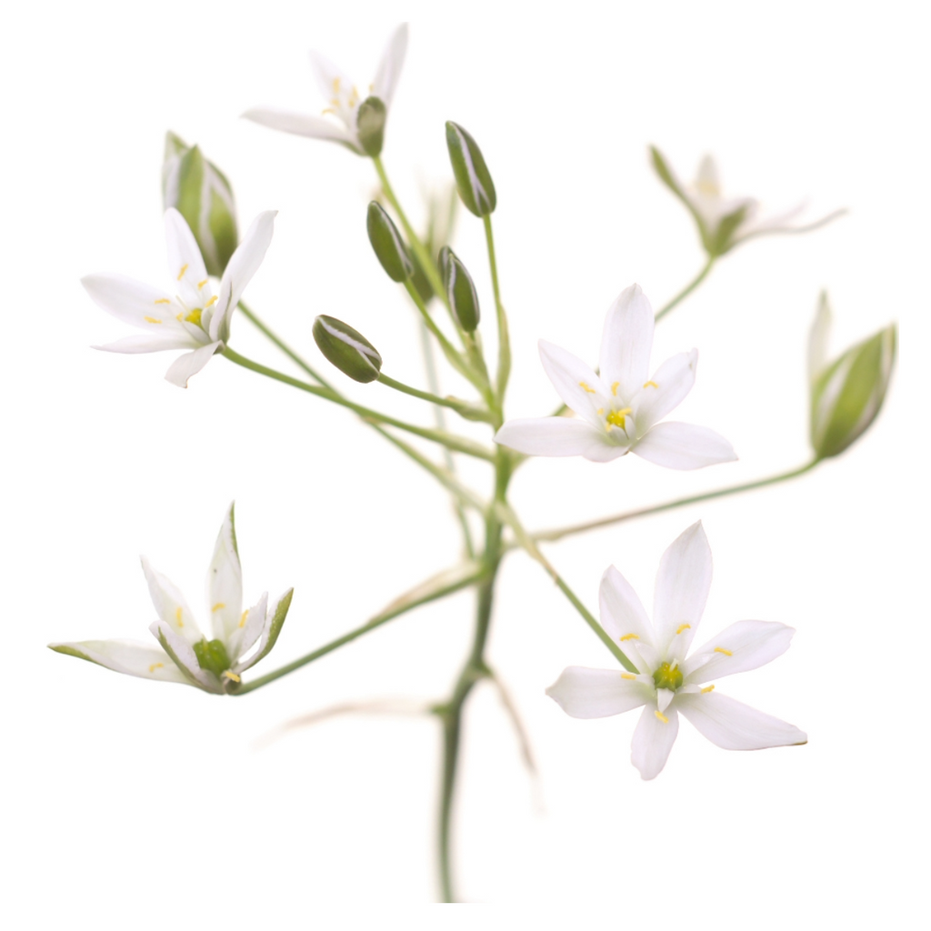 Bach®-Blüte Nr. 29 Star of Bethlehem (Doldiger Milchstern), 20 ml