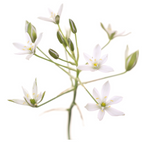 Bach®-Blüte Nr. 29 Star of Bethlehem (Doldiger Milchstern), 20 ml