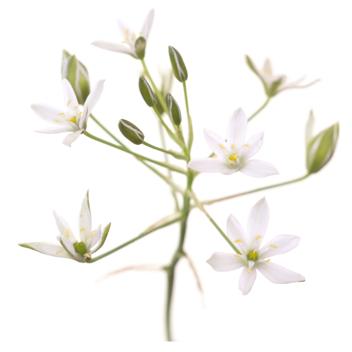 Bach®-Blüte Nr. 29 Star of Bethlehem (Doldiger Milchstern), 20 ml