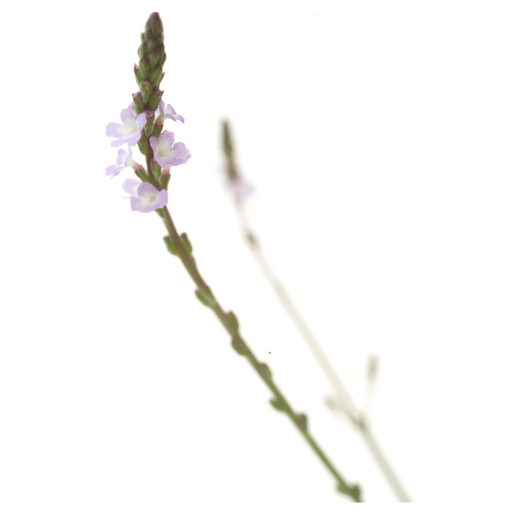 Bach®-Blüte Nr. 31 Vervain (Eisenkraut), 20 ml