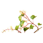 Bach®-Blüte Nr. 32 Vine (Weinrebe), 20 ml