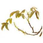 Bach®-Blüte Nr. 33 Walnut (Walnuss), 20 ml