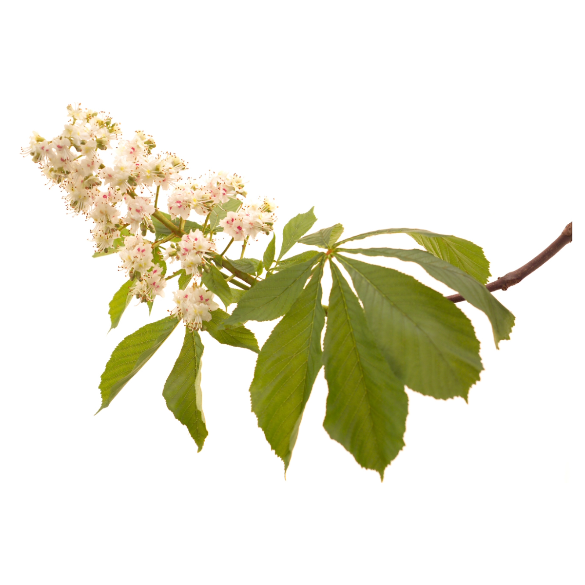 Bach®-Blüte Nr. 35 White Chestnut (Weiße Kastanie), 20 ml
