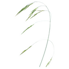 Bach®-Blüte Nr. 36 Wild Oat (Waldtrespe), 20 ml