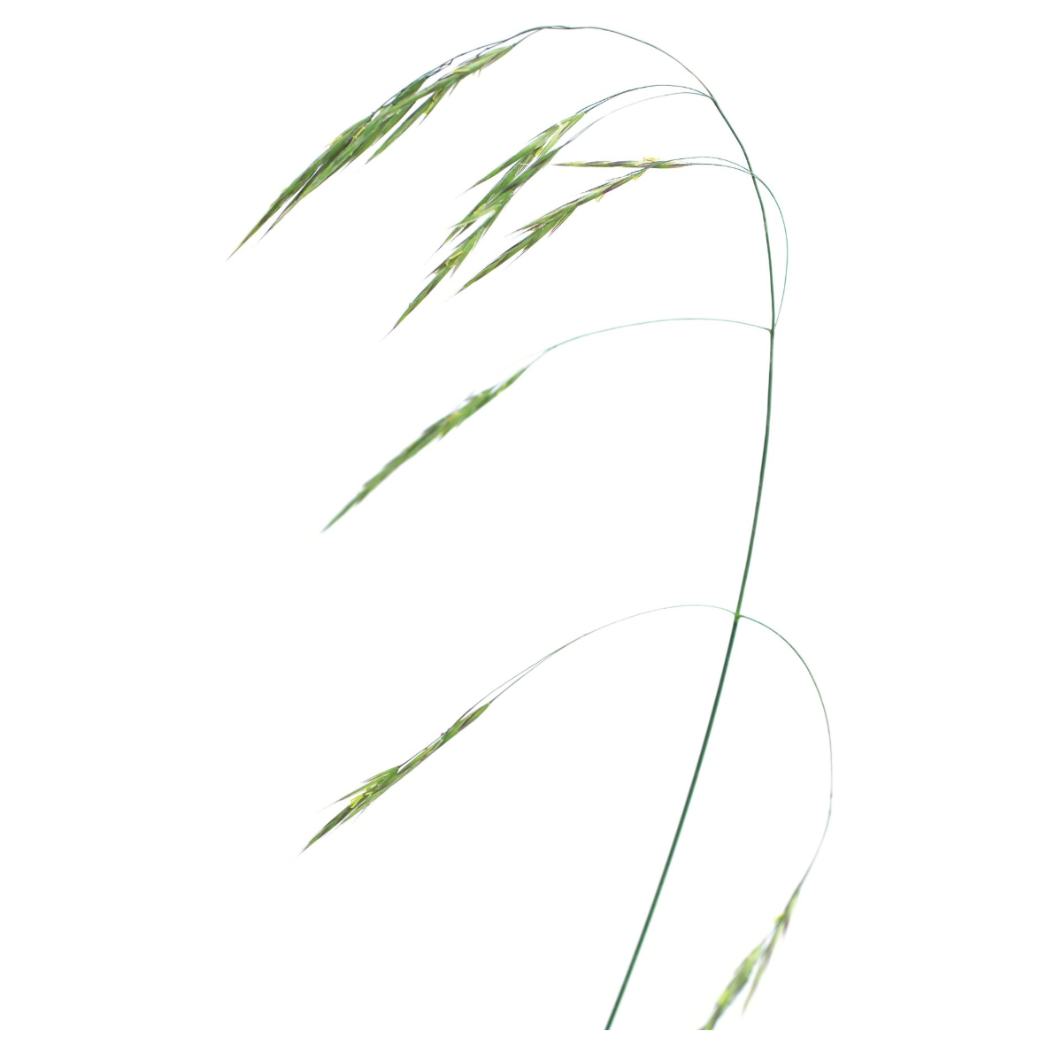Bach®-Blüte Nr. 36 Wild Oat (Waldtrespe), 20 ml