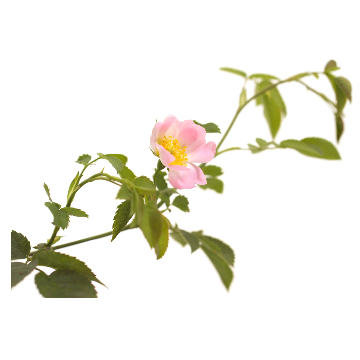 Bach®-Blüte Nr. 37 Wild Rose (Heckenrose), 20 ml