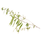 Bach®-Blüte Nr. 38 Willow (Gelbe Weide), 20 ml